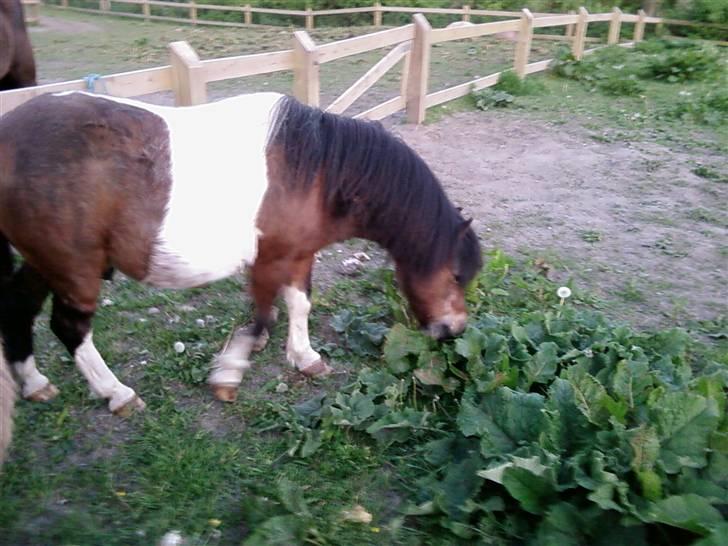 Shetlænder Valdemar!<3 (L' ILY!<3  - Valle på marken Foto:Annika billede 8