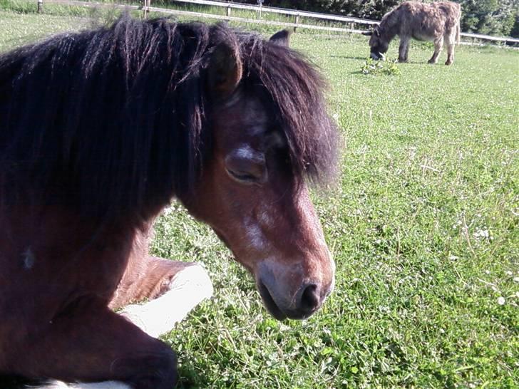 Shetlænder Valdemar!<3 (L' ILY!<3  - Valle Skaath billede 9