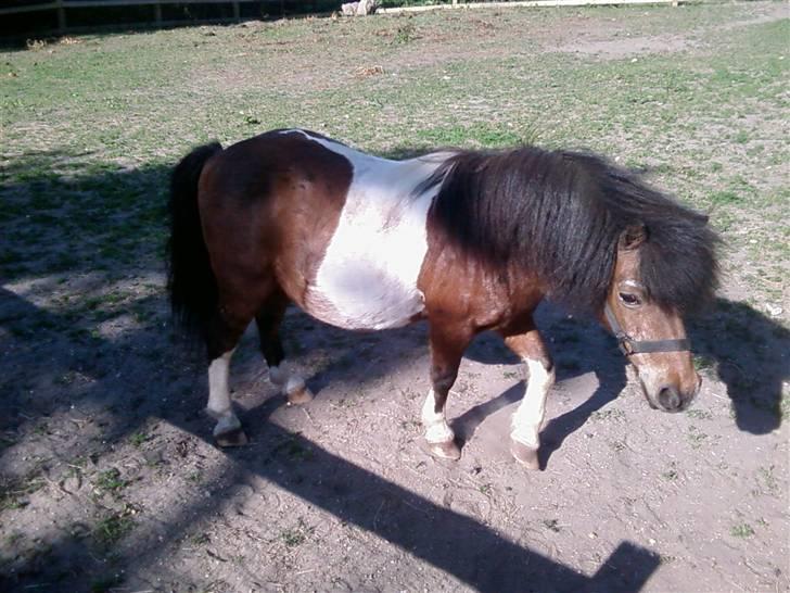 Shetlænder Valdemar!<3 (L' ILY!<3  - Nårrh søde valle mus billede 10