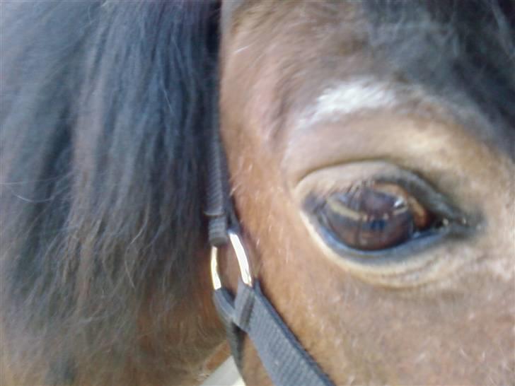 Shetlænder Valdemar!<3 (L' ILY!<3  - Det roligste sind billede 11