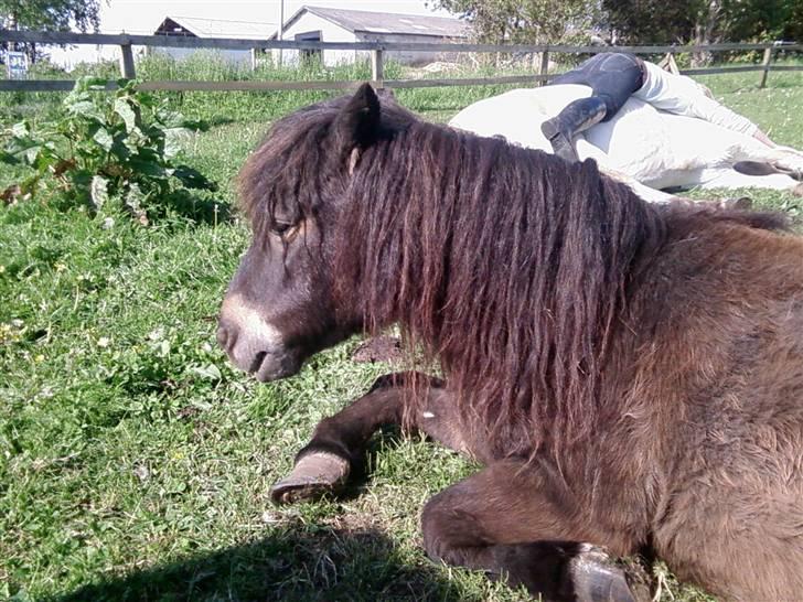 Shetlænder Bølle<3(L' ILY <3 - Nårh Bølle slapper af billede 7