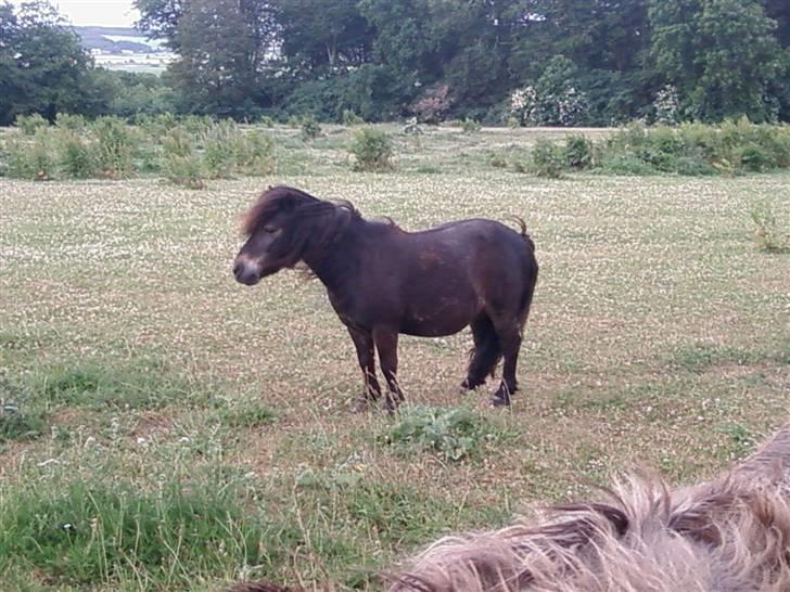 Shetlænder Bølle<3(L' ILY <3 - Bølle mus på marken billede 8