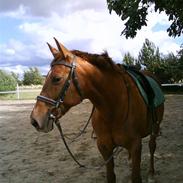 Dansk Varmblod Charming Wisla