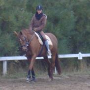 Dansk Varmblod Charming Wisla