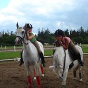 Anden særlig race Sussi