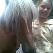 Haflinger selina-piqen(gammel part)