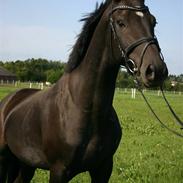 Dansk Varmblod Sandagergård's Lionell (solgt :-( )