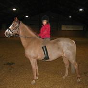 Welsh Cob (sec D) Sanne Højvang (Sally)