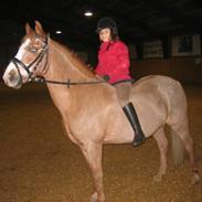 Welsh Cob (sec D) Sanne Højvang (Sally)