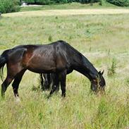 Dansk Varmblod solbakkegårds Baron R.i.P