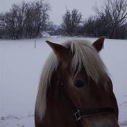 Haflinger stay