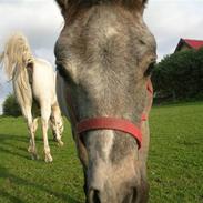 Connemara Ravnsholts Ca’deaú-R.I.P