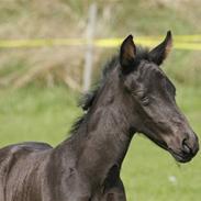 Tennessee Walker Beech Blue Spirit