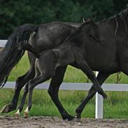 Tennessee Walker Beech Blue Spirit