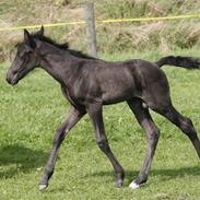 Tennessee Walker Beech Blue Spirit