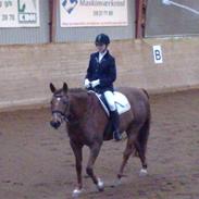 Dansk Varmblod Charming Wisla