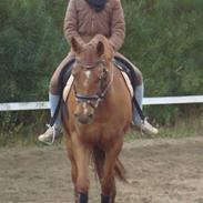 Dansk Varmblod Charming Wisla