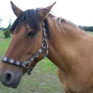 Anden særlig race yrsa