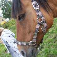 Anden særlig race yrsa