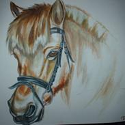 Fjordhest tronelund sandre 