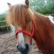 Shetlænder Emma ( Gammel passerpony)