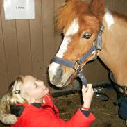 Shetlænder Emma ( Gammel passerpony)