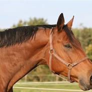 Dansk Varmblod The royal millennium