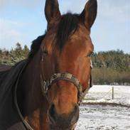 Dansk Varmblod The royal millennium