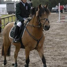 Irsk Sportspony Yellow Star<'3