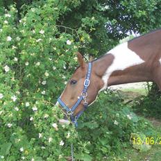 Pinto Manolita den bedste<3