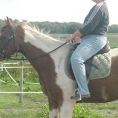 Pinto miss daisi *SOLG*