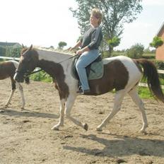 Pinto miss daisi *SOLG*