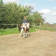 Pinto miss daisi *SOLG*