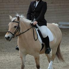 Fjordhest Agersteds josefine