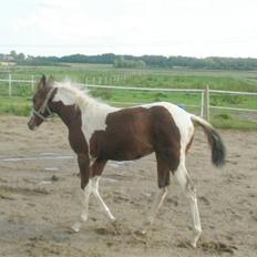 Pinto miss perfekt *SOLGT*