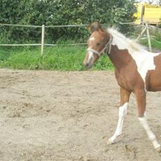 Pinto miss perfekt *SOLGT*