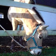 Fjordhest Bellis 