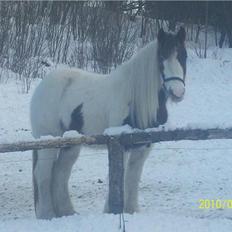 Irish Cob Maja (solgt)