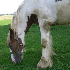 Irish Cob Maja (solgt)