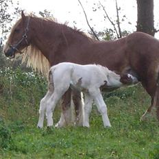 Irish Cob Maja (solgt)