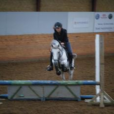 Hollandsk Sportspony Jackie (JARKA iflg pas) 