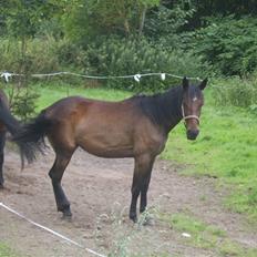 Traver Odessa B - Hjemme igen 