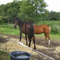 Traver Odessa B - Hjemme igen 
