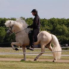 Islænder kraftur Von Winkelsett