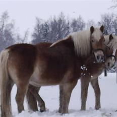 Haflinger stay