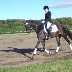 Dansk Varmblod Godskesens Gina