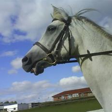 Arabisk fuldblod (OX) CA Tzar