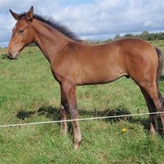 Dansk Varmblod Hotlier *R.I.P*