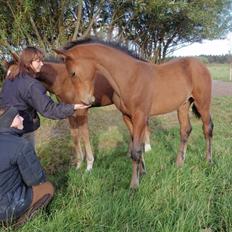 Dansk Varmblod Hotlier *R.I.P*