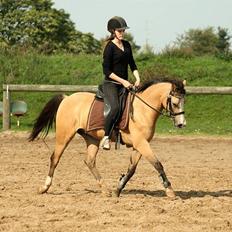 Welsh Partbred (Sec F) Tivall